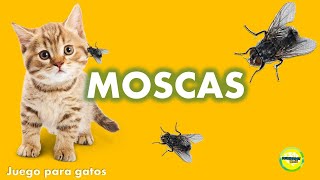 Videos para Gatos  Moscas [upl. by Kenti]