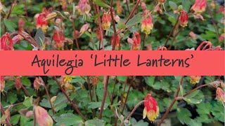 Aquilegia Little Lanterns at Prides Corner Farms [upl. by Aylatan]