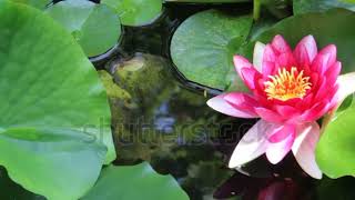 Lotus Flower on pad in water Stock Footage [upl. by Casandra367]