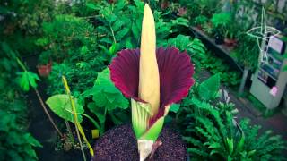 Amorphophallus titanum  New Reekie in timelapse [upl. by Styles56]