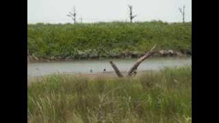 Jubako  Hamasaka Retarding Pond Tottori Japan [upl. by Ecirahs]