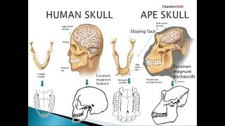 GRADE 12 LIFE SCIENCES human evolution differences btn humans and apes M SAIDI ThunderEDUC [upl. by Kristopher]