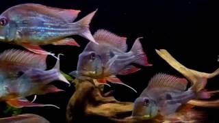 Geophagus winemilleri [upl. by Eidoc]