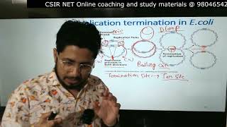 DNA replication termination in prokaryotes [upl. by Orv188]