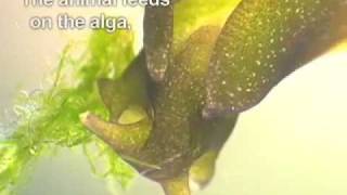 Elysia chlorotica  photosynthetic sea slug movie 2 [upl. by Ayanat]