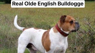 ABOUT TRUE HISTORY OF OLDE ENGLISH BULLDOGGES EVERYTHING ISN’T AN OLDE ENGLISH BULLDOGGES [upl. by Lytsyrk424]