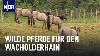 Wilde Pferde und Wacholder  Die Nordreportage  NDR Doku [upl. by Nnek323]