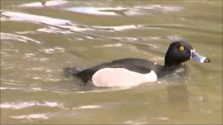 Ringnecked Duck [upl. by Arykat]