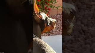 Hummingbird vs Doberman Hummingbird fly away win dobermanpinschers shōgun shogun hummingbird [upl. by Vtarj]