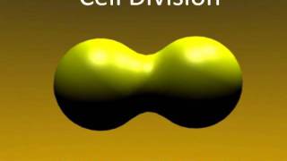 MUST WATCH 3d Animated Cell Division using Blender [upl. by Taddeo]