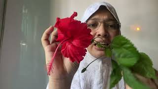 বিভিন্ন প্রকার পুষ্পবিন্যাস Types of Inflorescence  Morphology of Flowering Plants  Dont Memorise [upl. by Loux]