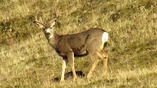 Late season deer hunting in Oregon [upl. by Acinorrev]