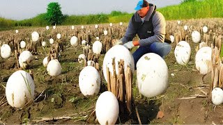 This Farmer Finds Eggs Among His Crops  What Happened Next Shocked The Whole World [upl. by Daffie906]