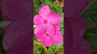 Vinca flower [upl. by Oberheim]