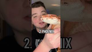 Top 3 Most Expensive Reptiles 🐍🦎 shorts reptiles animals [upl. by Ayk]