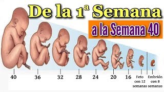 👶 EMBARAZO SEMANA A SEMANA 🤰 Desarrollo Fetal Desde la Semana 1 a la 40 en el Vientre Materno ❤️ [upl. by Hill]