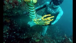 Spearfishing the South  NZ [upl. by Tomlin627]