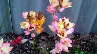 Ixia Flowers  Pansy [upl. by Walls650]