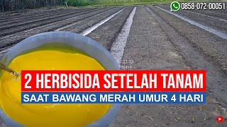 JANGAN DITIRU  Semprot 2 Herbisida Dosis Tinggi saat Bawang Merah Umur 4 Hari [upl. by Aubrette]