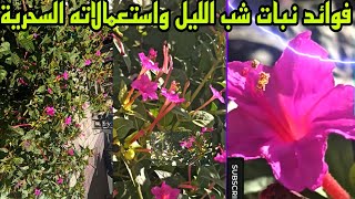 الفوائد العلاجية والغذائية والتجميلة لنبات شب الليل Mirabilis jalapa [upl. by Panther]