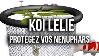 Koilelie  Protection pour nénuphars [upl. by Emanuel]