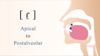 ɾ̠  voiced apical postalveolar tap [upl. by Nosnar]