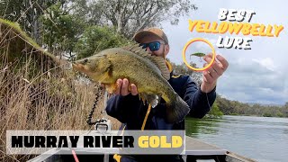 The BEST Yellowbelly Lure for Murray River Goldens [upl. by Jurkoic]