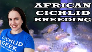 What to do when your African Cichlids Breed [upl. by Salamanca356]