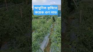 আধুনিক কৃষি কৃষি farming [upl. by Onairda899]