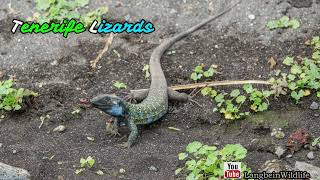 Tenerife Lizards  Northern and Southern [upl. by Grewitz144]