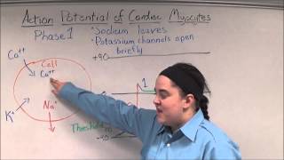 Action Potential of Cardiac Myocytes [upl. by Ardnayek591]