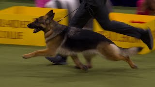 Mercedes the German Shepherd wins the Herding Group  Westminster Kennel Club [upl. by Llehctim]