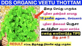 pudina chedi valarpathu eppadi இதுவரை யாரும் சொல்லாத புதிய TIPSmint plantComplete guideamp Updates [upl. by Ahsennod117]