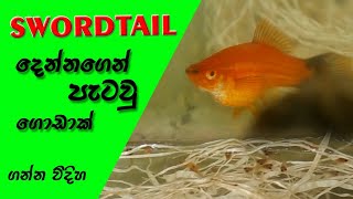 Swordtail fish breeding [upl. by Joost113]