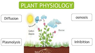 Diffusion  Osmosis Plamolysis and Inhibition all topic clear with easy notesplant physiology [upl. by Ahrat569]