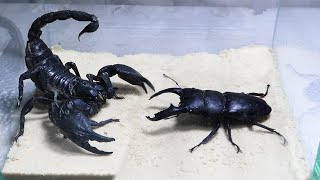 Black Titan Bug and Emperor Scorpion  King of Insects [upl. by Adnilra]