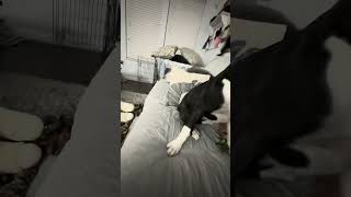 Post bath zoomies boxerdog boxerdogcentral [upl. by Renfred]