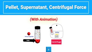 Pellet Supernatant and Centrifugal Force Explained Quickly [upl. by Brendin]