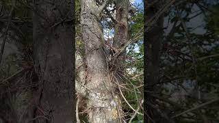 Shorts Fearsome Compound Thorns on Honey Locust Tree along Madison AL’s Bradford Creek Greenway [upl. by Thomasine]