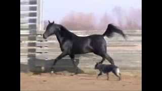 black Arabian stallion RB Cavalier part 1 [upl. by Evars528]