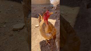 Gallina sin pluma en el cuello shortvideo gallinas crianza gallinascriollas [upl. by Anirdna]