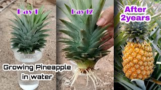 How to Grow Pineapple with Water at Home  Growing Pineapple Plants In Containers by NY SOKHOM [upl. by Taam]