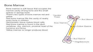 Bone Marrow [upl. by Dynah]