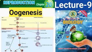 Oogenesis  Reproduction  Lecture9  12th Biology Sindh text  Sir Zeeshan Mallah  Eagle Academy [upl. by Grobe]