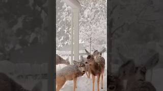 The Secret Life of Snowy 🦌🦌🦌 wildlife snowlover naturelovers shortfeeds shortsfeedsyoutube [upl. by Leisha]