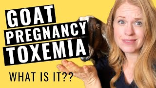 GOAT PREGNANCY TOXEMIA [upl. by Freeborn674]