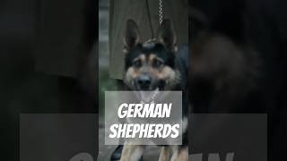 5 Facts About German Shepherds [upl. by Foley942]