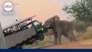 Moment an elephant attacks a safari truck filled with tourists in South Africa [upl. by Gregoor]