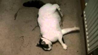 Cat having grand mal epileptic fit feline epilepsy seizure [upl. by Janeczka963]