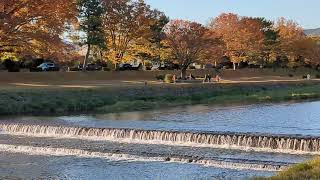 Kamo River Kyoto Japan 2024 Nov 28 [upl. by Yrtua]